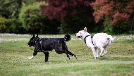 Dos perros pueden convivir en armonía si se establecen rutinas claras. Foto: Shutterstock Dos perros pueden convivir en armonía si se establecen rutinas claras. Foto: Shutterstock