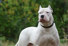 El dueño de los dogos que escaparon y mataron a una chica de 15 años fue imputado por homicidio simple y lesiones leves, con dolo eventual Foto: Shutterstock