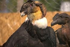 El cóndor andino es una de las especies que han sido afectadas por los ataques de particulares. Su población se mantiene este año. Foto: Gentileza