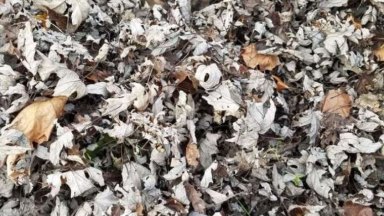 ACERTIJO VISUAL ACERTIJO VISUAL, RETO VISUAL, GATO Foto: ARCHIVO