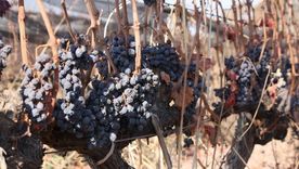 Vinos tardíos: 7 etiquetas recomendadas