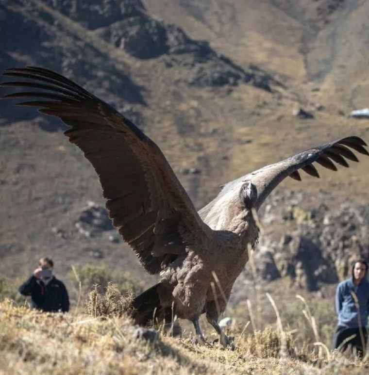 El cóndor andino está en peligro de extinción Foto: Fundación Cullunche