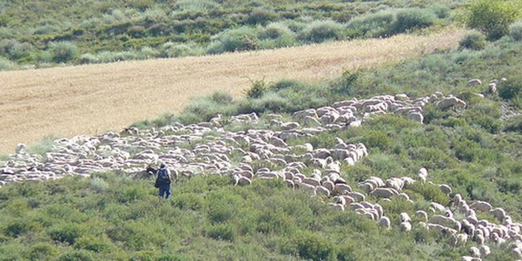 Ovejas. Foto: Flickr.