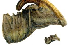 joe, el dinosaurio hallado por un joven de 15 anos