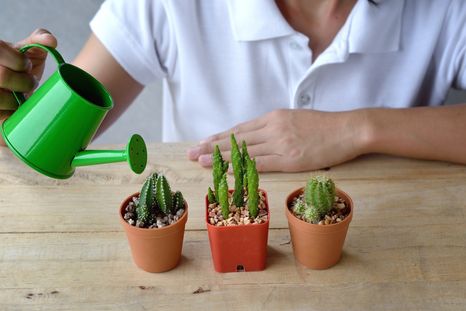 Cactus: sus enfermedades y cómo cuidarlos Foto: SHUTERSTOCK