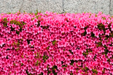 Siempre que se poden inmediatamente después de la floración, las azaleas japonesas constituyen un impresionante seto de jardín. Foto: homesandgardens.com