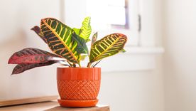 Plantas que destilan belleza.  Plantas que destilan belleza.