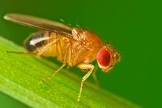 estudian el corazon de la mosca para tratar a los humanos