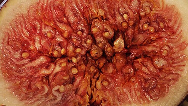 Las principales zonas productoras en Argentina están en el noroeste, Cuyo y provincia de Buenos Aires.