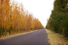 montenegro, el hombre que pelio con un tigre montenegro, el hombre que pelio con un tigre