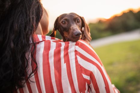 El vínculo con tu perro es una de las cosas más lindas que se pueden tener Foto: Shutterstock
