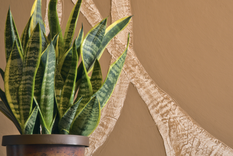 La planta ideal para relajarse y dormir mejor. Foto: Shutterstock