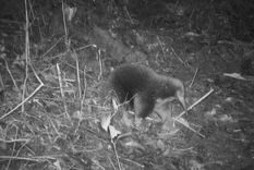 El equidna de pico largo de Attenborough fue filmado por cámaras ocultas en los montes Cíclopes en Indonesia. Foto: EXPEDITION CYCLOPS