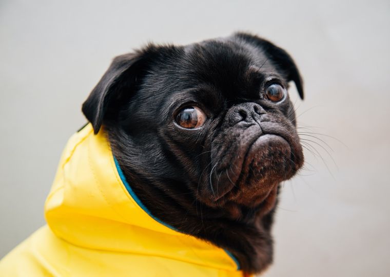 Mascotas Cómo cuidarlas de la lluvia Foto: Unsplash