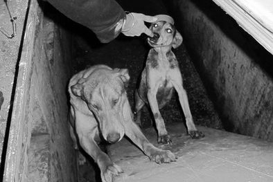 MDZol | Los perros estaban prisioneros en la fosa.