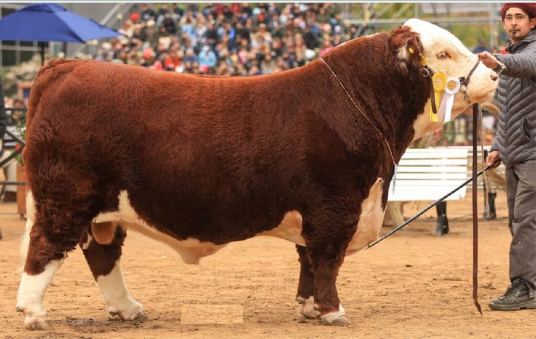 “Místico” es el toro de la Raza Polled Hereford que este martes fue el primero en ingresar a la Exposición Rural de Palermo. Foto: X de @tiempoagro1