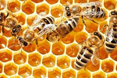 ¿Por qué las abejas abanican la miel con sus alas?