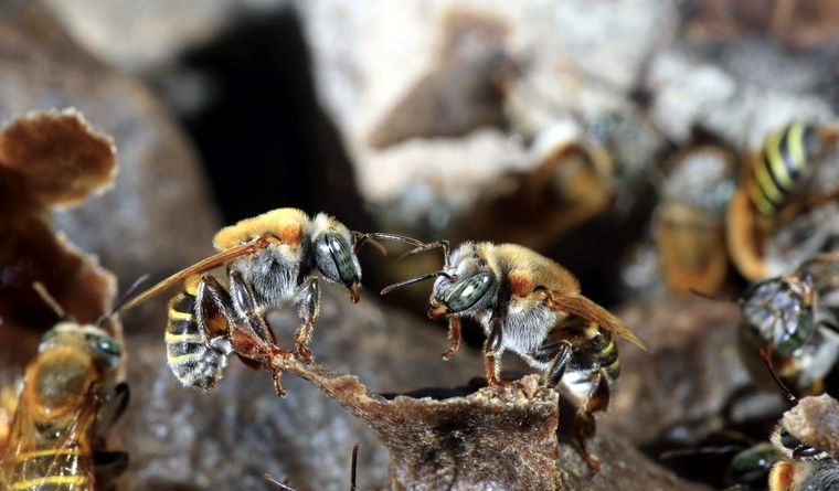 Las abejas son fundamentales para la vida en el planeta Tierra. Foto: Efe.