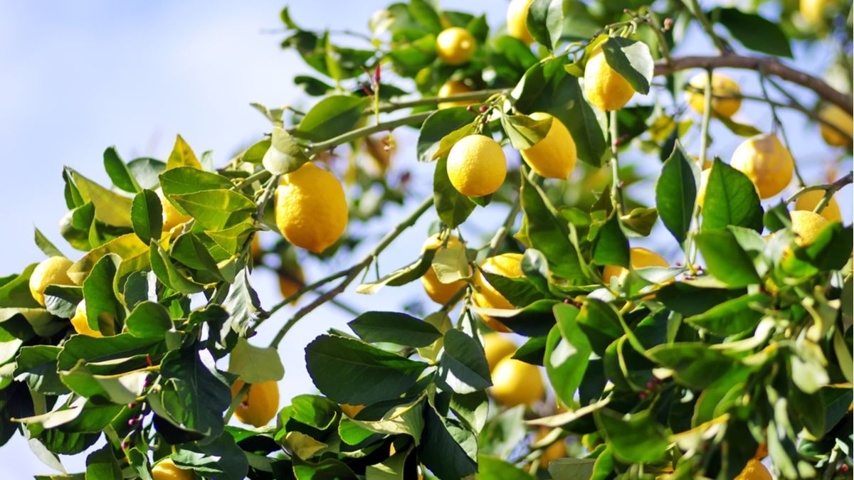 El truco con orégano que cada vez más personas usan para proteger el limonero de plagas y hongos