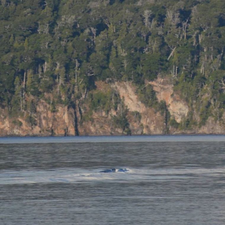 La foto que la periodista tomó de un ser indescriptible en el lago Nahuel Huapi