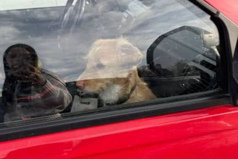 Una mujer dejó dos perros encerrados en el auto y fue escrachada Una mujer dejó dos perros encerrados en el auto y fue escrachada