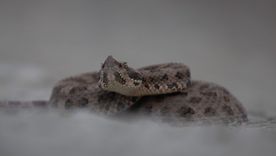 Recomendaciones sobre como actuar ante la presencia de serpientes en la casa o espacios naturales. Recomendaciones sobre como actuar ante la presencia de serpientes en la casa o espacios naturales.