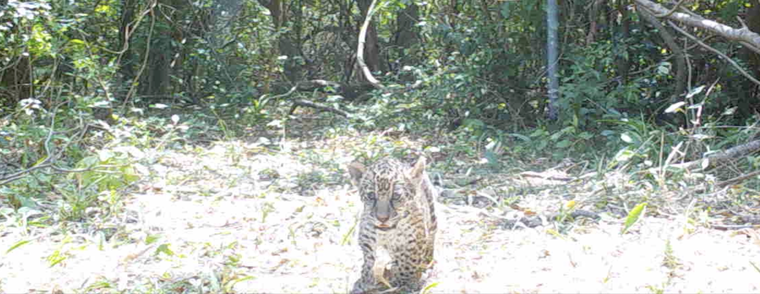 El Chaco es testigo de este nacimiento que es muy importante para la fauna argentina.