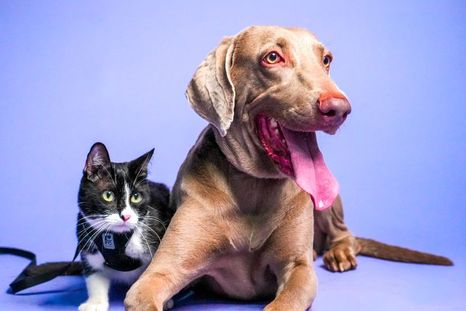 cuando tu mascota se queda sola en casa: lo que sienten cuando tu mascota se queda sola en casa: lo que sienten