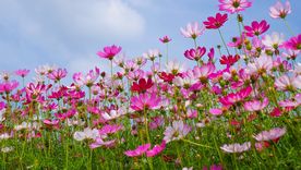 Tres plantas de fácil cultivo permiten sumar diferentes colores al jardín durante los meses de primavera y verano.