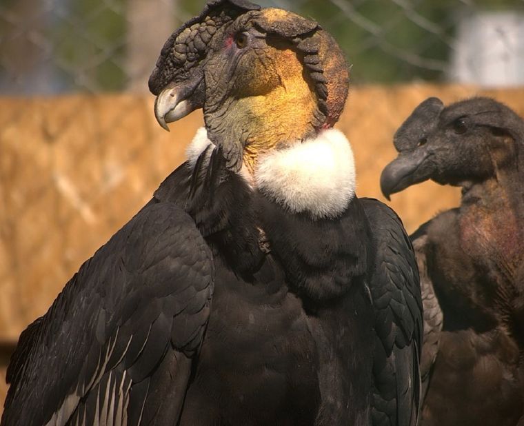 El cóndor andino es una de las especies que han sido afectadas por los ataques de particulares. Su población se mantiene este año. Foto: Gentileza