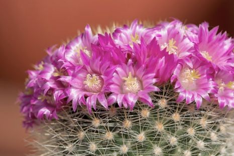 Un método casero ayuda a activar la floración del cactus sin productos químicos. Foto: Shutterstock Un método casero ayuda a activar la floración del cactus sin productos químicos. Foto: Shutterstock