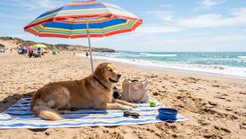Turismo: algunas playas para perros ofrecen zonas privadas, duchas, bebederos y acceso controlado al agua.