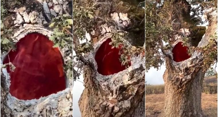 Así se viralizó la imagen.