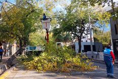 Un proyecto de ley que apunta a municipalizar el arbolado público avanza en el Senado. El impacto de la tormenta y el impulso del gobernador Alfredo Cornejo. Un proyecto de ley que apunta a municipalizar el arbolado público avanza en el Senado. El impacto de la tormenta y el impulso del gobernador Alfredo Cornejo.