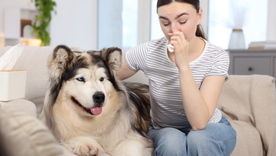 Los animales tienen la capacidad de percibir señales que se escapan de lo humano. Los animales tienen la capacidad de percibir señales que se escapan de lo humano.