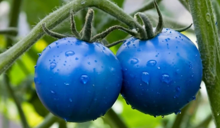 El tomate azul, un fruto raro pero beneficioso para la salud. Foto: Shutterstock
