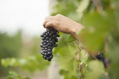El Pinot Noir es una variedad que presenta serios desafíos para su elaboración. También es una de las más populares del mundo. Foto: Bodega Cruzat