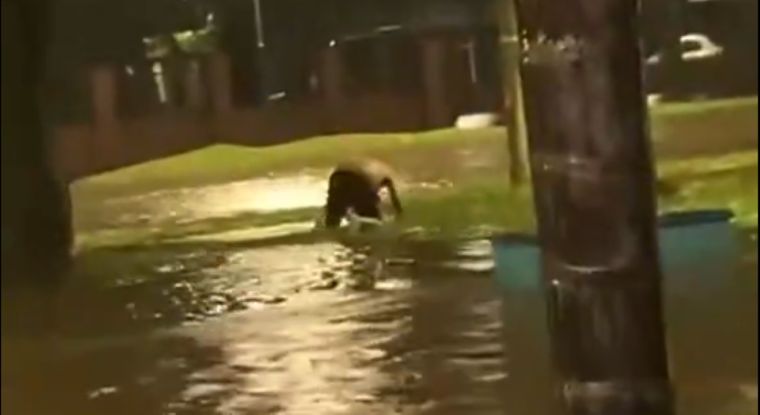 La reacción del padre del nene tras enterarse de la muerte de su hijo.