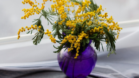 Mira la increíble planta llamada mimosa que es perfumada y debes tener. Foto: Pixabay - pixabay.com