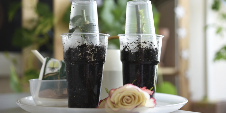 Este efectivo método es con un solo ingrediente de casa. Foto: SHUTERSTOCK