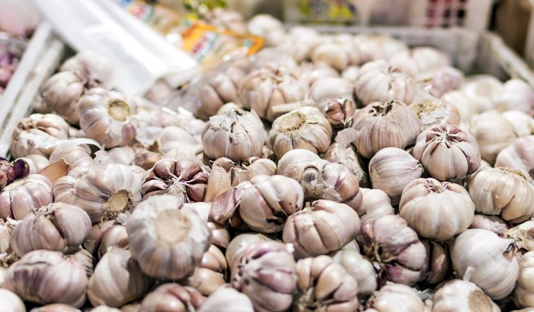 El ajo, también la cebolla y el puerro, según el estudio, curan y alargan la vida de ratones. Foto Dpa