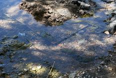 Foto: ALF PONCE MERCADO / MDZ