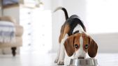 Claves para alimentar a tus mascotas. Foto: SHUTTERSTOCK Claves para alimentar a tus mascotas. Foto: SHUTTERSTOCK