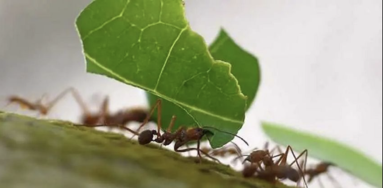 Las hormigas se convierten en un problema cuando comienzan a atacar las plantas de nuestro jardín Foto: Ecoverde