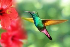 Con estas plantas tendrás la presencia de estos en tu hogar Foto: Cambio 16