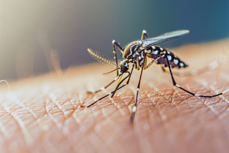 El mosquito transmisor no solo se ha adaptado a nuevas zonas, sino que ha extendido su período de actividad. El mosquito transmisor no solo se ha adaptado a nuevas zonas, sino que ha extendido su período de actividad.