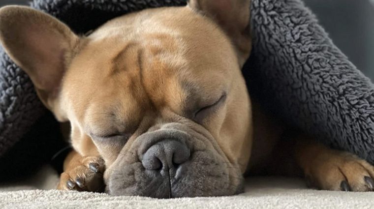 Foto: Fuente: WildEarth