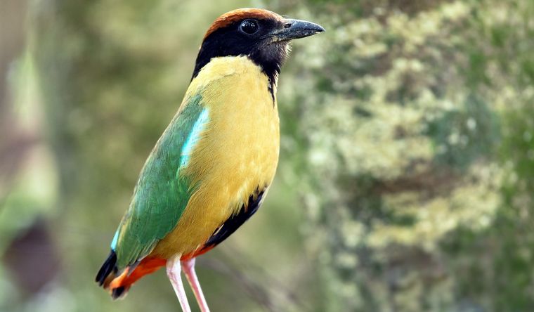 Las pittas han sido parte central de esta investigación sobre aves migratorias. Foto: Wikipedia.