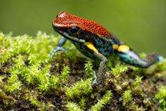 La rana dardo ecuatoriana produce una toxina 200 veces más potente que la morfina.