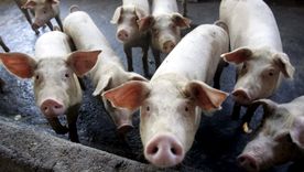 A cada chancho le llega su San Martín es una de las frases populares más utilizadas.